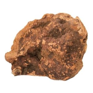 Racines à mâcher  : Racine taille M BUBIMEX